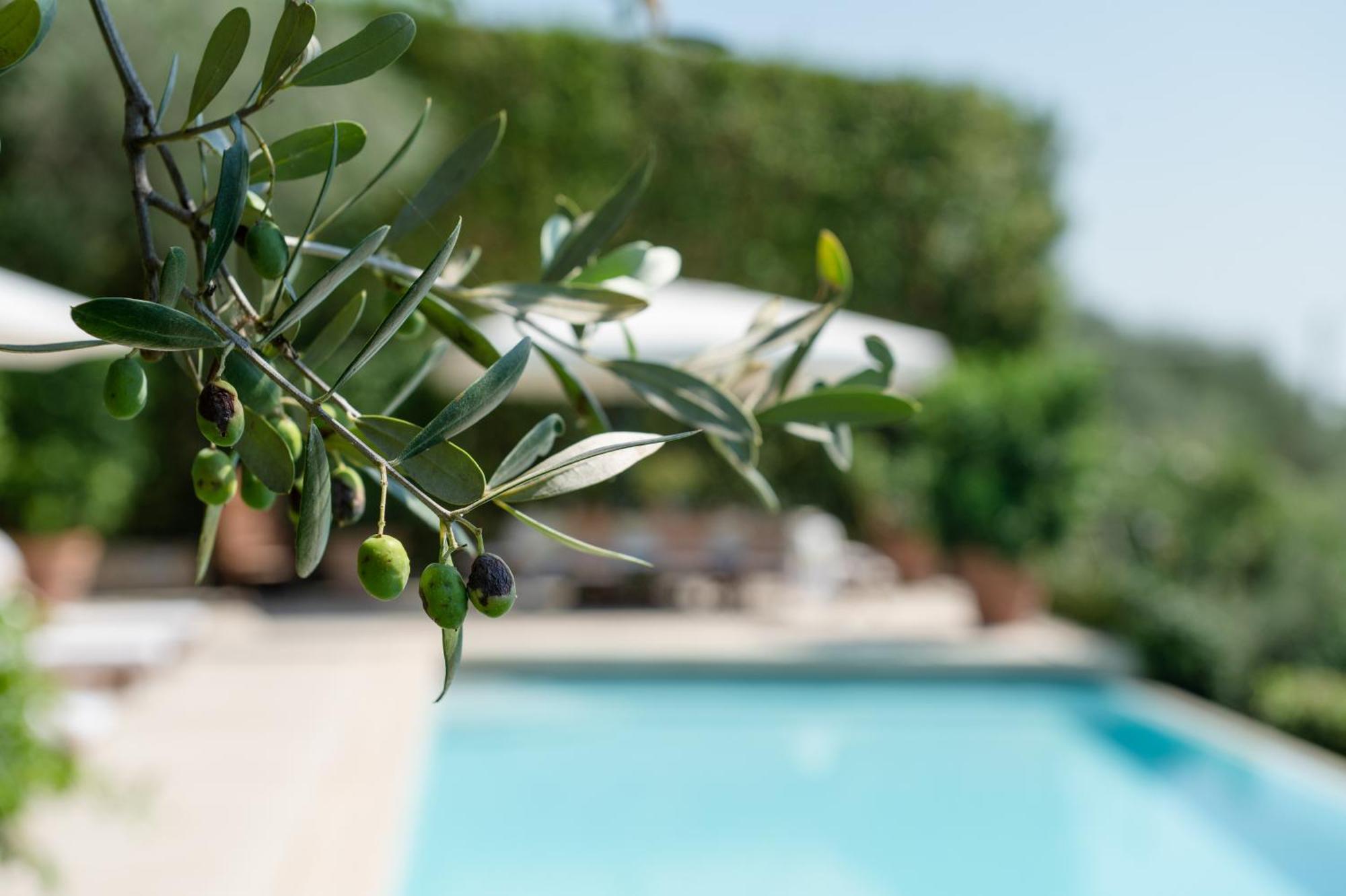 Villa Eden Forte Dei Marmi With Private Infinity Pool Santa Lucia  Eksteriør bilde